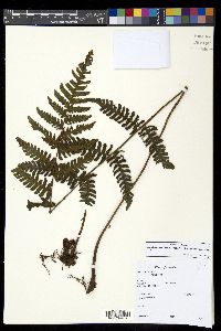 Megalastrum biseriale image