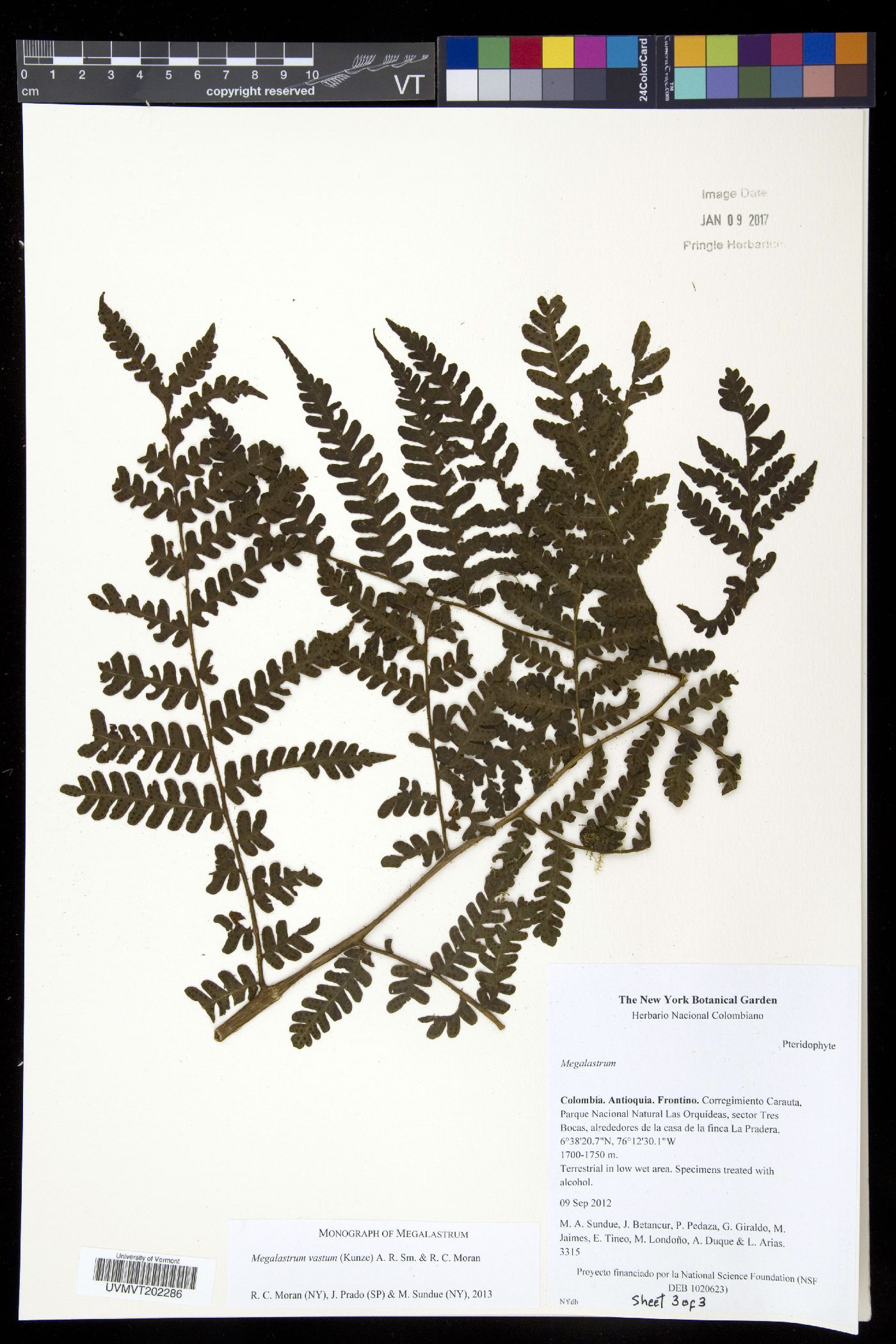Megalastrum vastum image