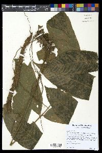 Mickelia nicotianifolia image