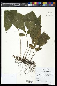 Mickelia nicotianifolia image