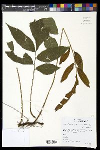 Mickelia nicotianifolia image