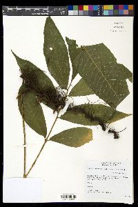 Mickelia nicotianifolia image