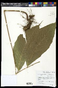 Mickelia pergamentacea image