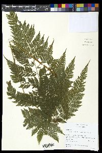 Parapolystichum excultum image