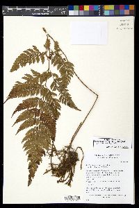 Lastreopsis effusa image