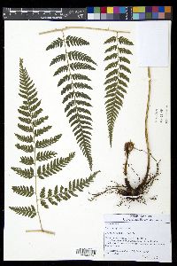 Lastreopsis effusa image