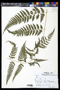 Lastreopsis effusa image
