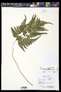 Media resource of Parapolystichum windsorensis