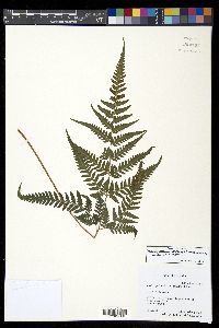 Parapolystichum rufescens image