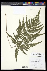 Parapolystichum rufescens image