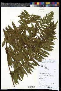 Pleocnemia dahlii image