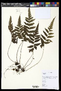 Bolbitis quoyana image
