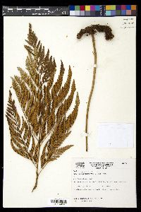 Rumohra adiantiformis image