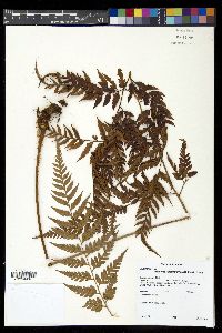 Rumohra adiantiformis image