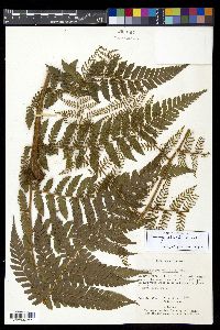 Polybotrya alfredii image