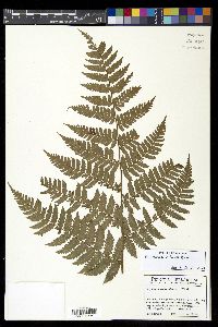 Polybotrya alfredii image