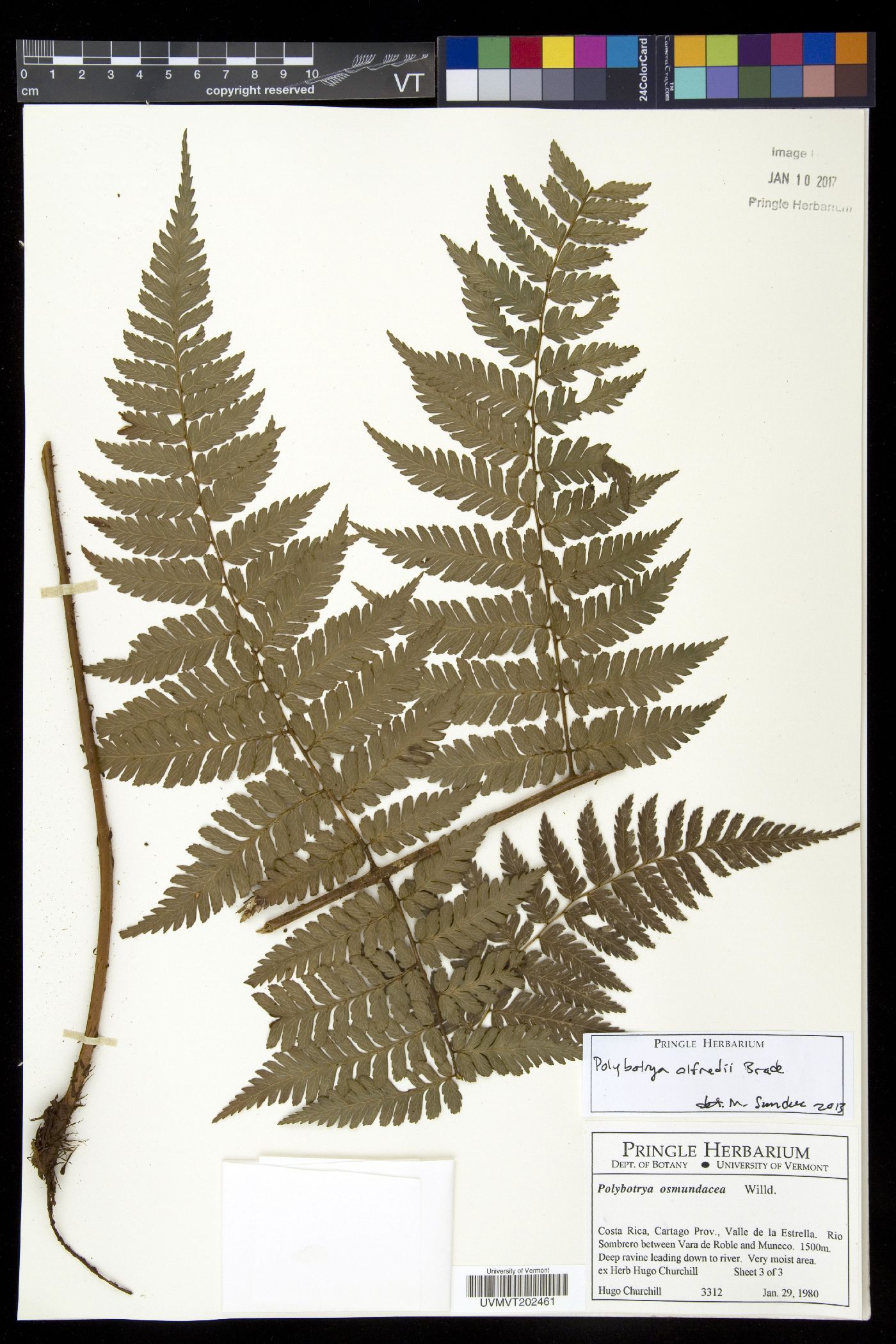 Polybotrya alfredii image