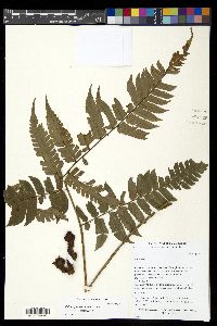 Polybotrya altescandens image