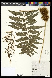 Polybotrya altescandens image