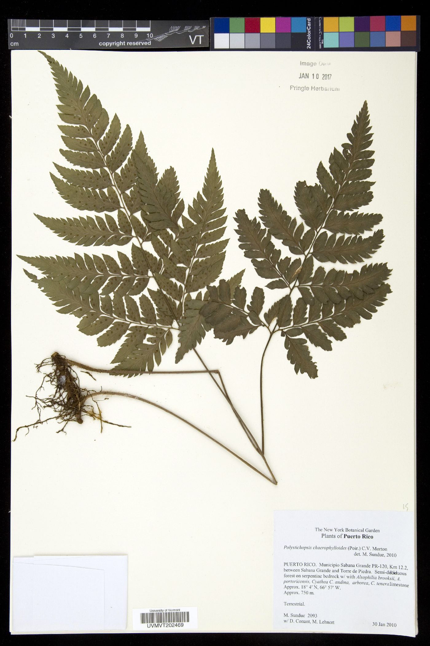 Polystichopsis image