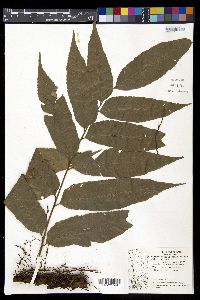 Cyclodium meniscioides image