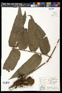 Cyclodium meniscioides image