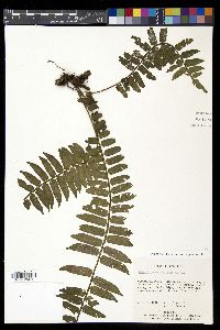 Lomariopsis vestita image