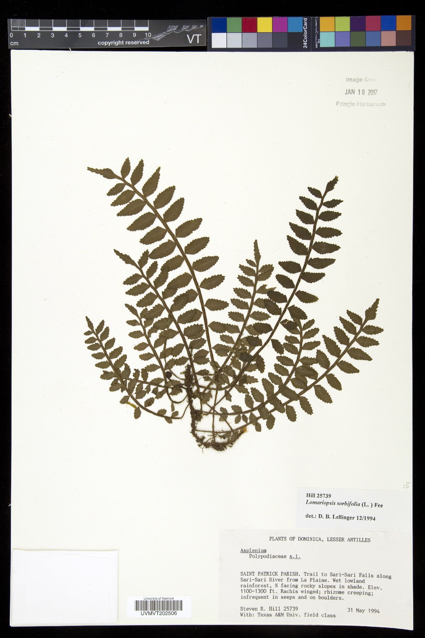 Lomariopsis sorbifolia image