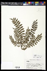 Lomariopsis sorbifolia image