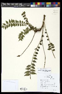 Lomariopsis kunzeana image