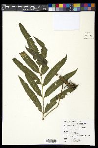Lomariopsis spectabilis image