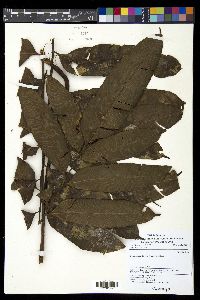 Lomariopsis lineata image