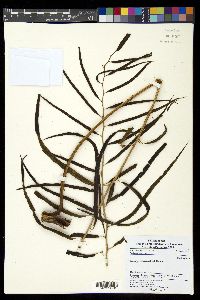 Lomariopsis lineata image
