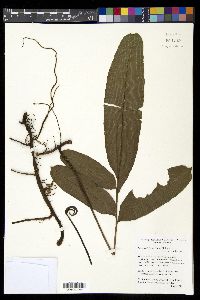 Lomariopsis lineata image