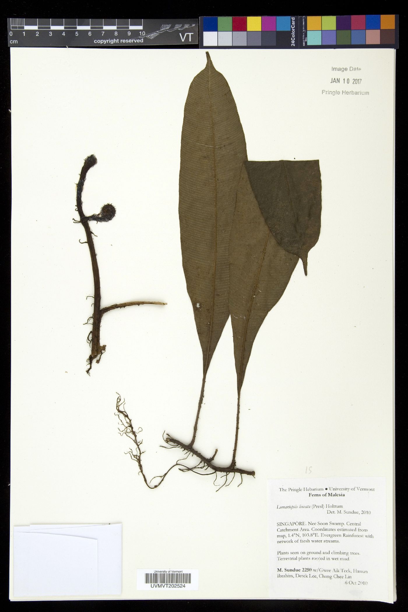 Lomariopsis lineata image