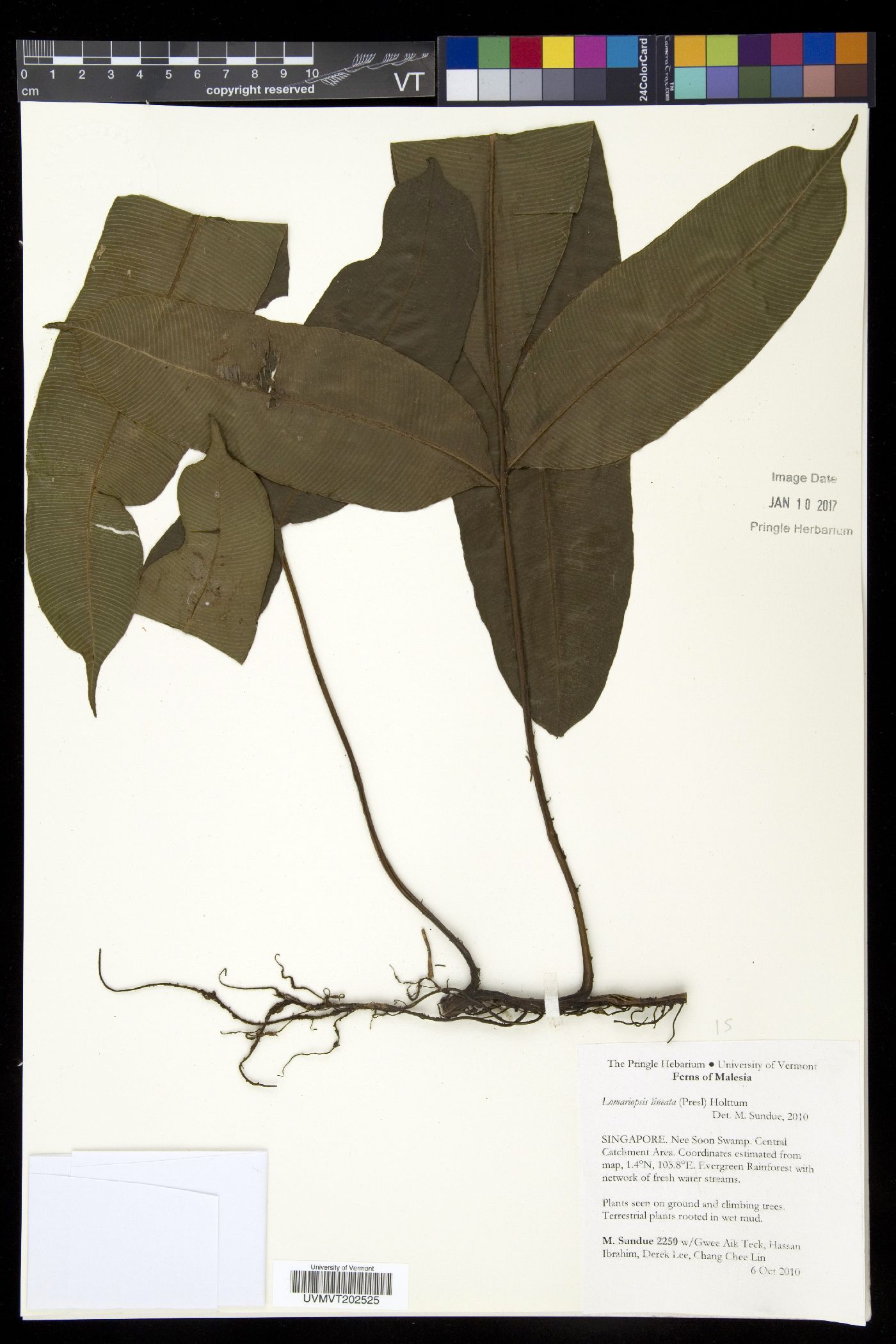 Lomariopsis lineata image