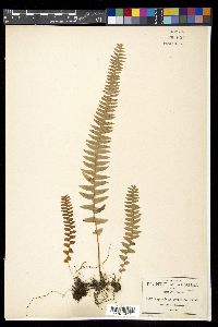 Nephrolepis cordifolia image