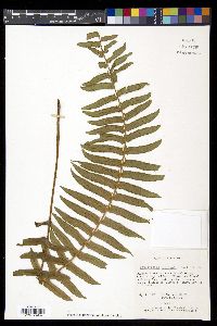 Nephrolepis biserrata image