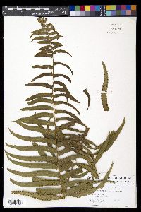 Nephrolepis biserrata image