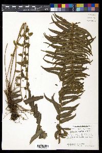 Nephrolepis exaltata image