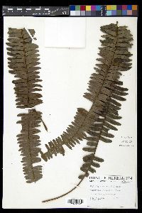 Nephrolepis exaltata image