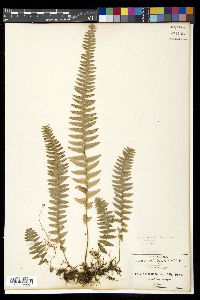 Nephrolepis undulata image