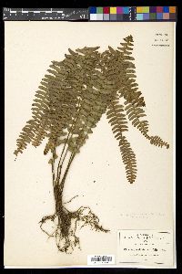 Nephrolepis pectinata image