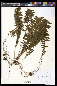 Nephrolepis cordifolia image