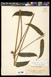 Nephrolepis biserrata image