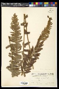 Nephrolepis hirsutula image