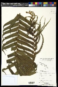 Nephrolepis dicksonioides image