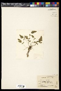 Tectaria coriandrifolia image