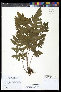 Tectaria cicutaria image
