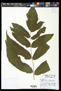 Tectaria incisa image